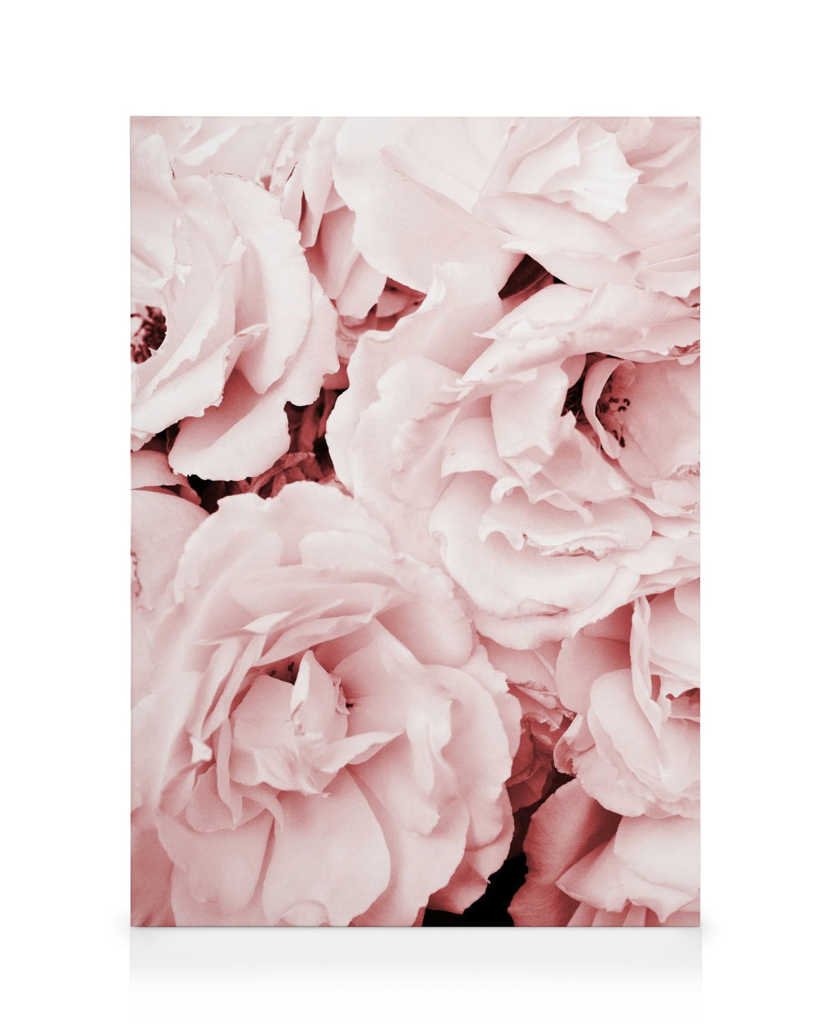 Close Up Pink Roses Canvas print