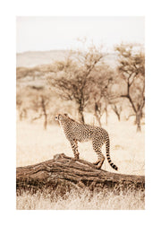 Graceful Cheetah Print
