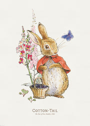 Peter Rabbit - Cotton Tail Illustration Print
