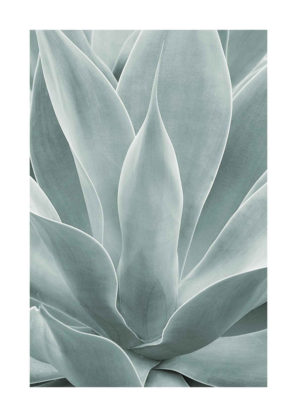 Agave Leaves No1 Print