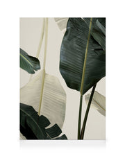 Banana Leaf Shades No1 Canvas print