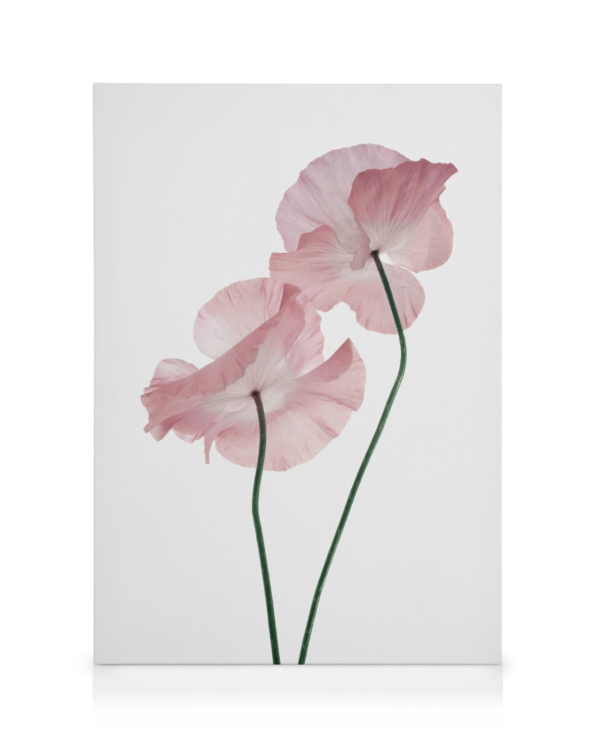 Pink Poppies Canvas print