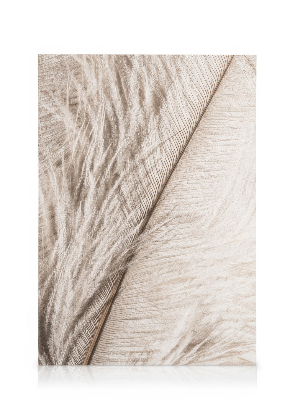 Feather Close Up Canvas print