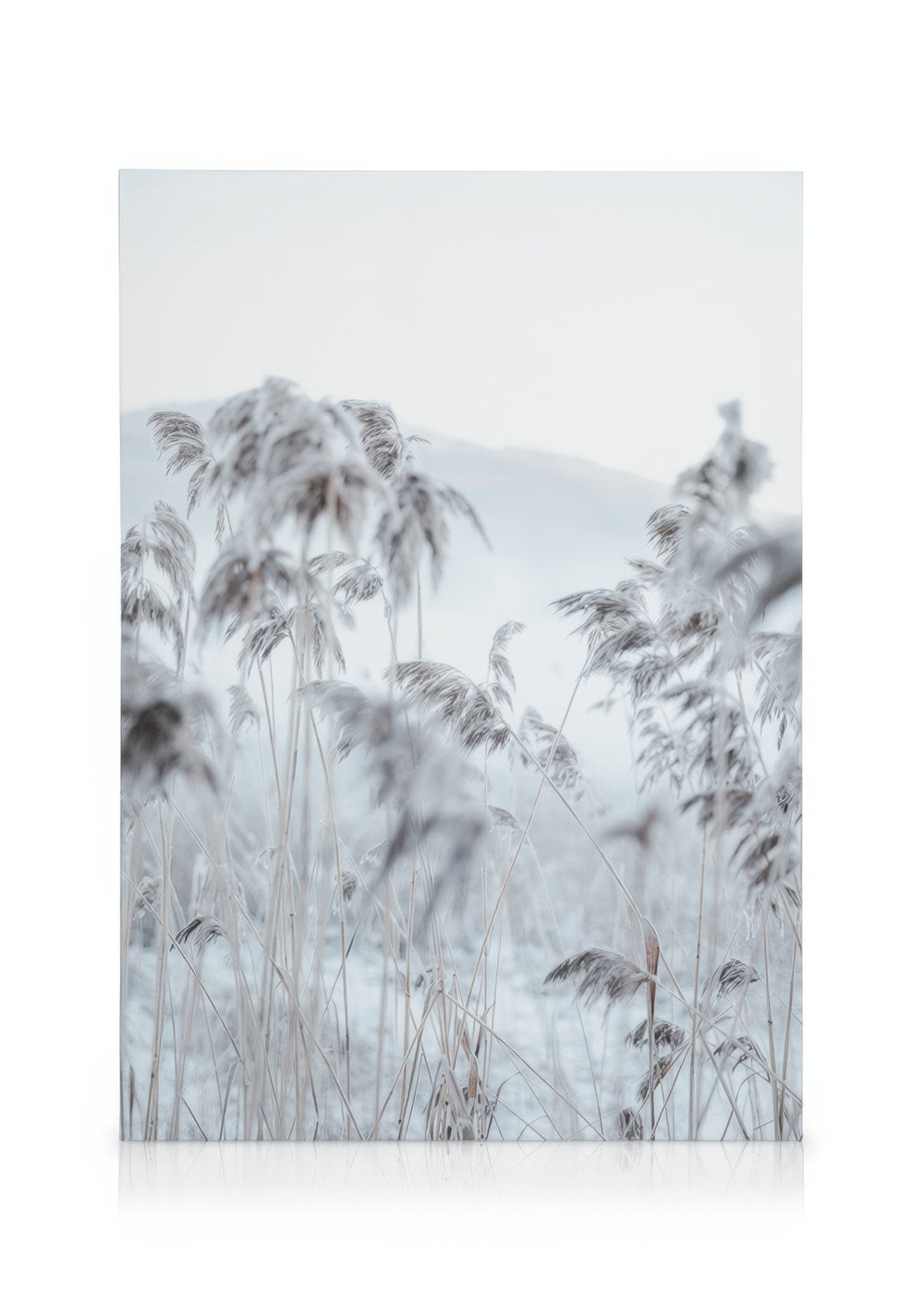 Frosty Reeds Canvas print