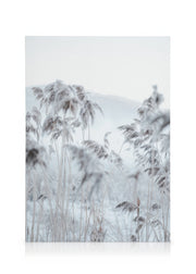 Frosty Reeds Canvas print