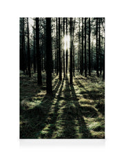 Sunlight In Forest Canvas print