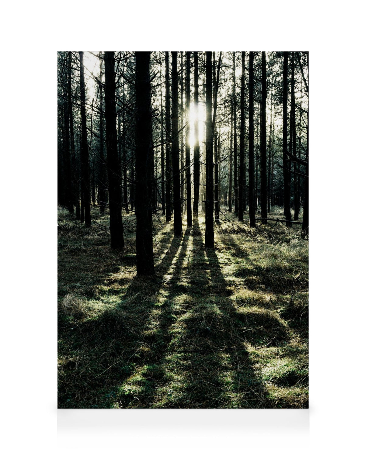 Sunlight In Forest Canvas print