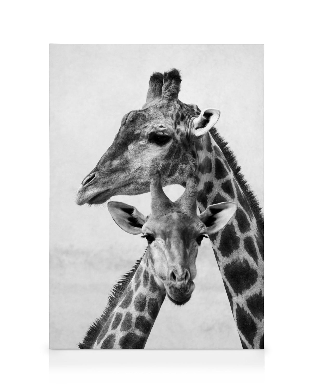 Giraffe Emotions Canvas print