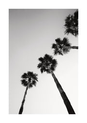 Palm Tree Line Up Print