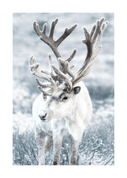 Winter Reindeer Print