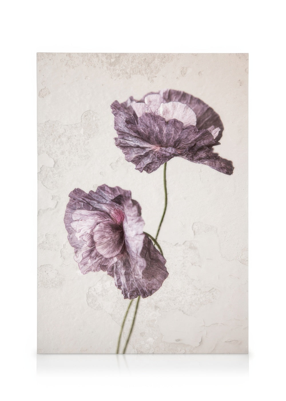 Purple Poppy Flower Canvas print