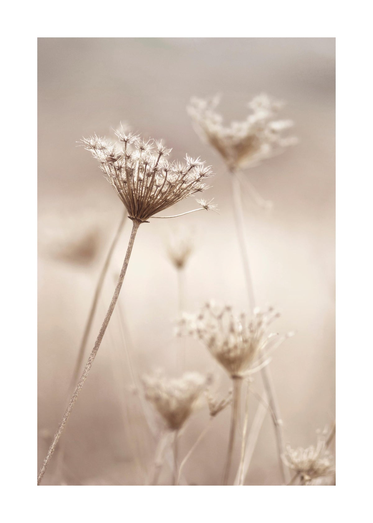 Wildflowers in Beige Print