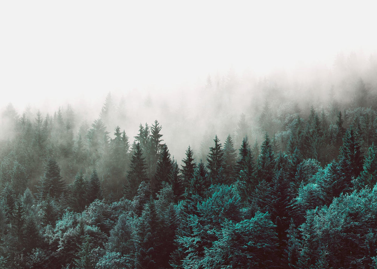 Green Forest, Print
