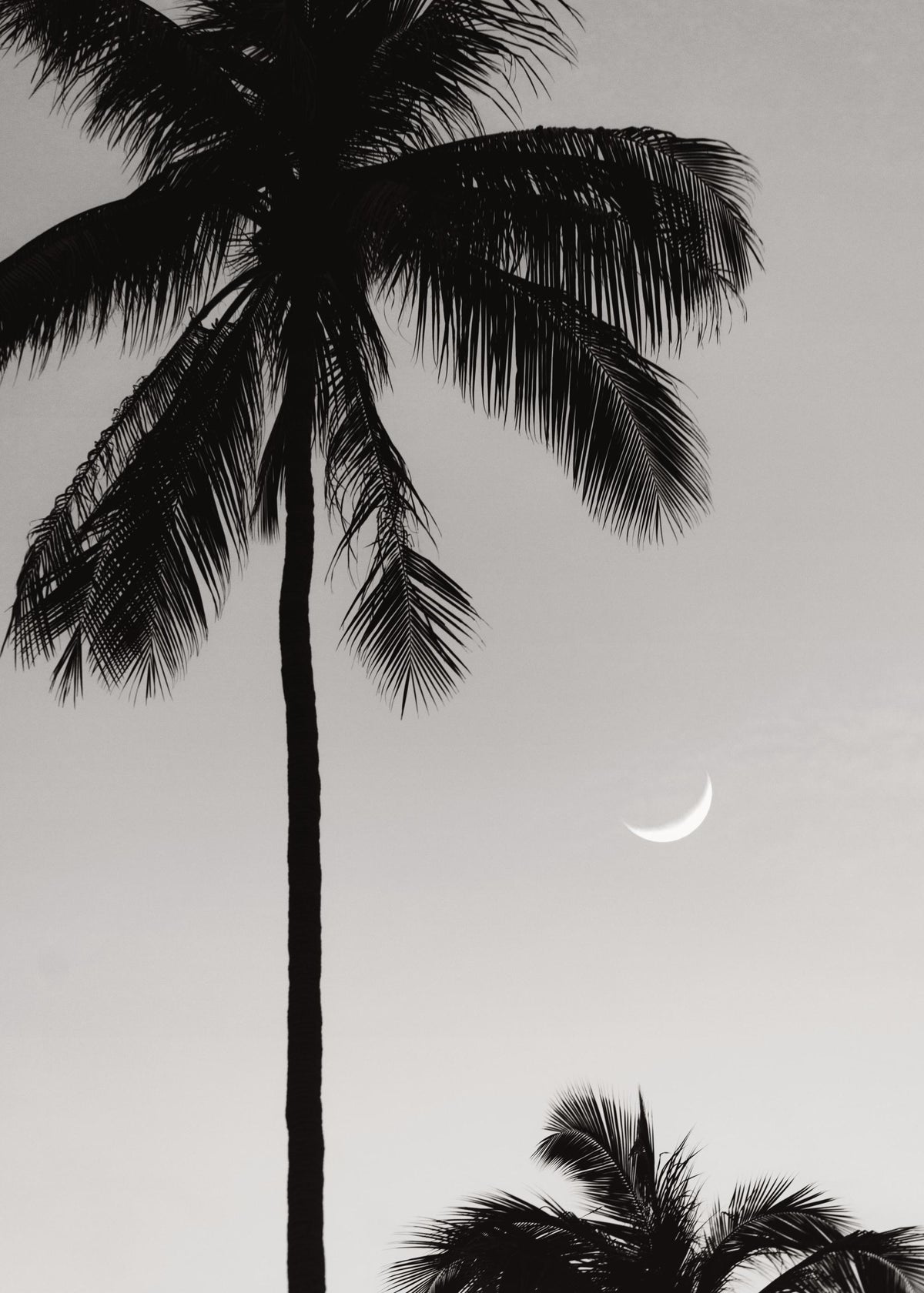 Moonlit Palms Print