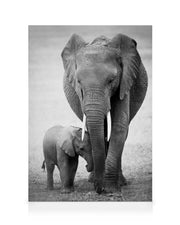 Elephant Love Canvas print
