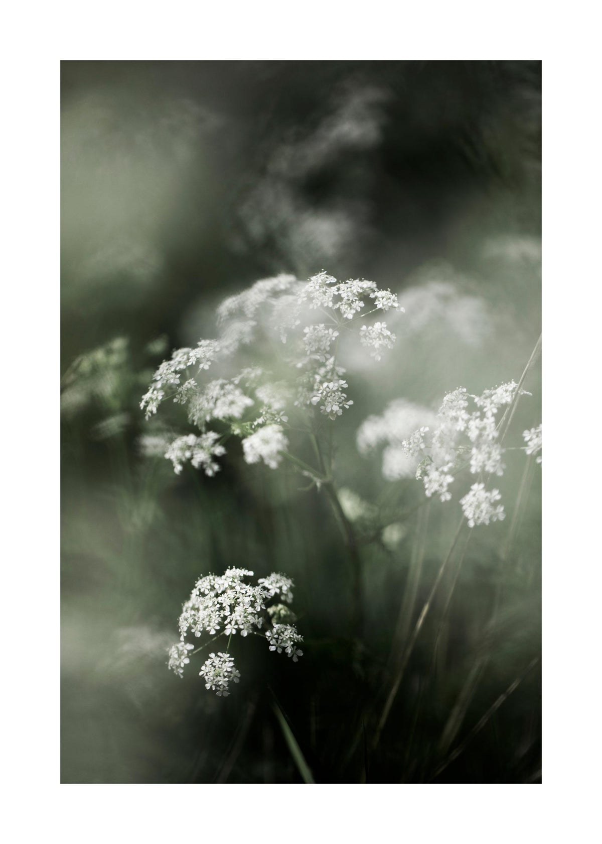 Misty Meadow Flower Print