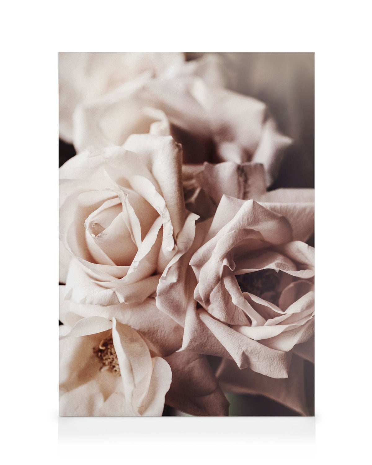 Dusty Pink Roses No1 Canvas print