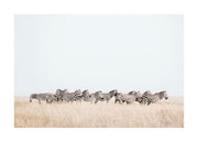 Zebra Herd Print