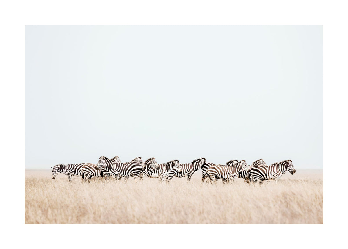 Zebra Herd Print