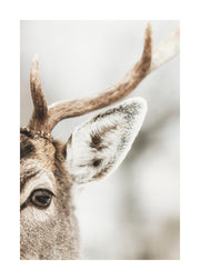 Reindeer Close Up Print