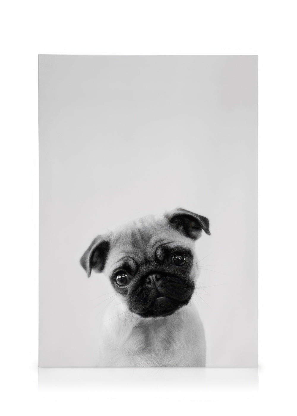 Pug Puppy Canvas print