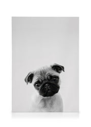 Pug Puppy Canvas print