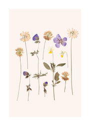 Pressed Flowers No2 Print