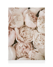 Pastel Peonies Canvas print