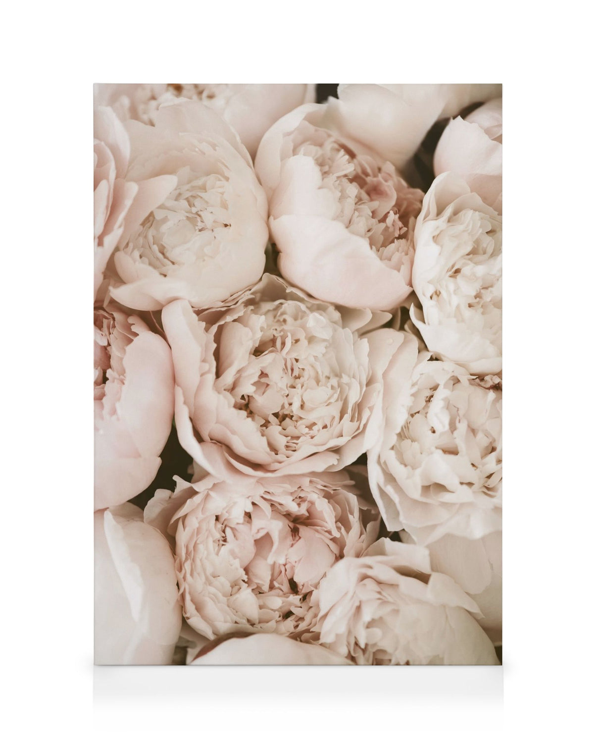 Pastel Peonies Canvas print