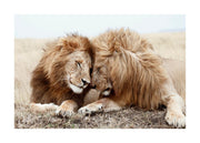 Lion Brothers Print