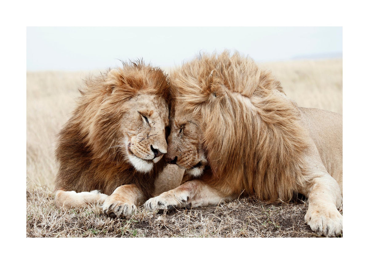 Lion Brothers Print