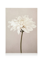White Blossom No1 Canvas print
