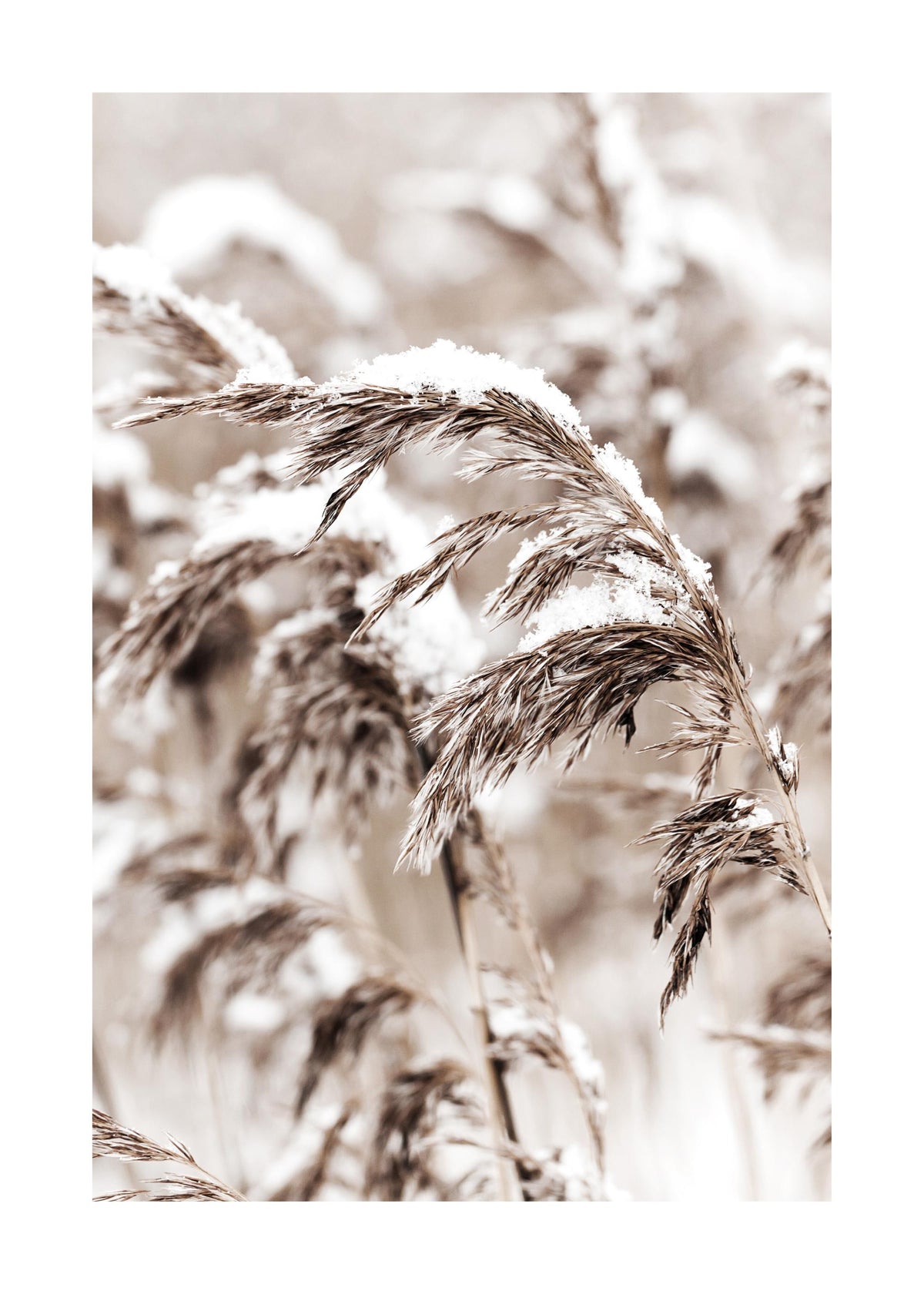 Snowy Reed Print