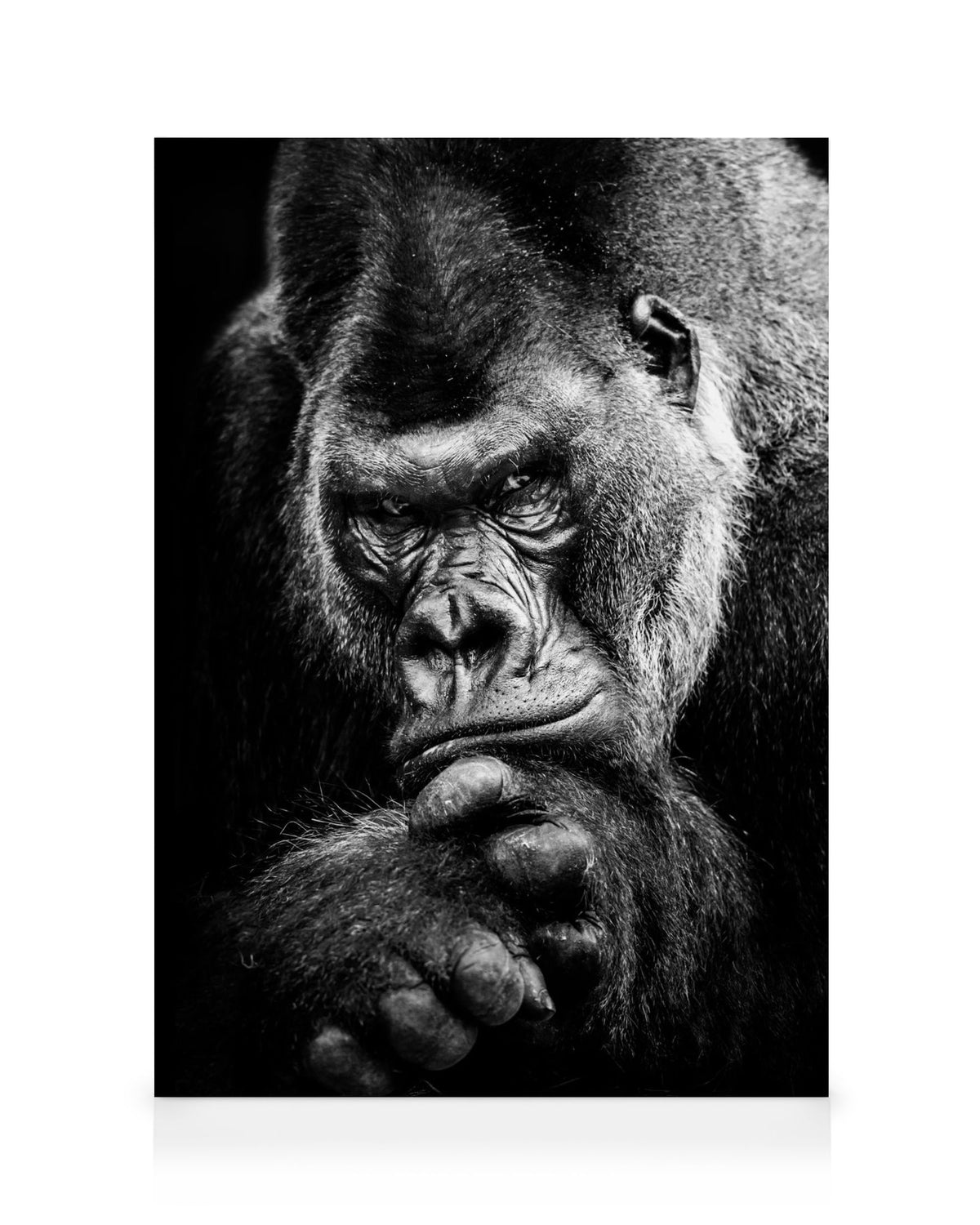 Gorilla Canvas print