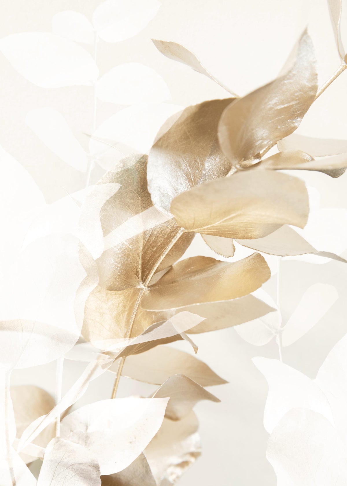 Golden Eucalyptus No1 Print