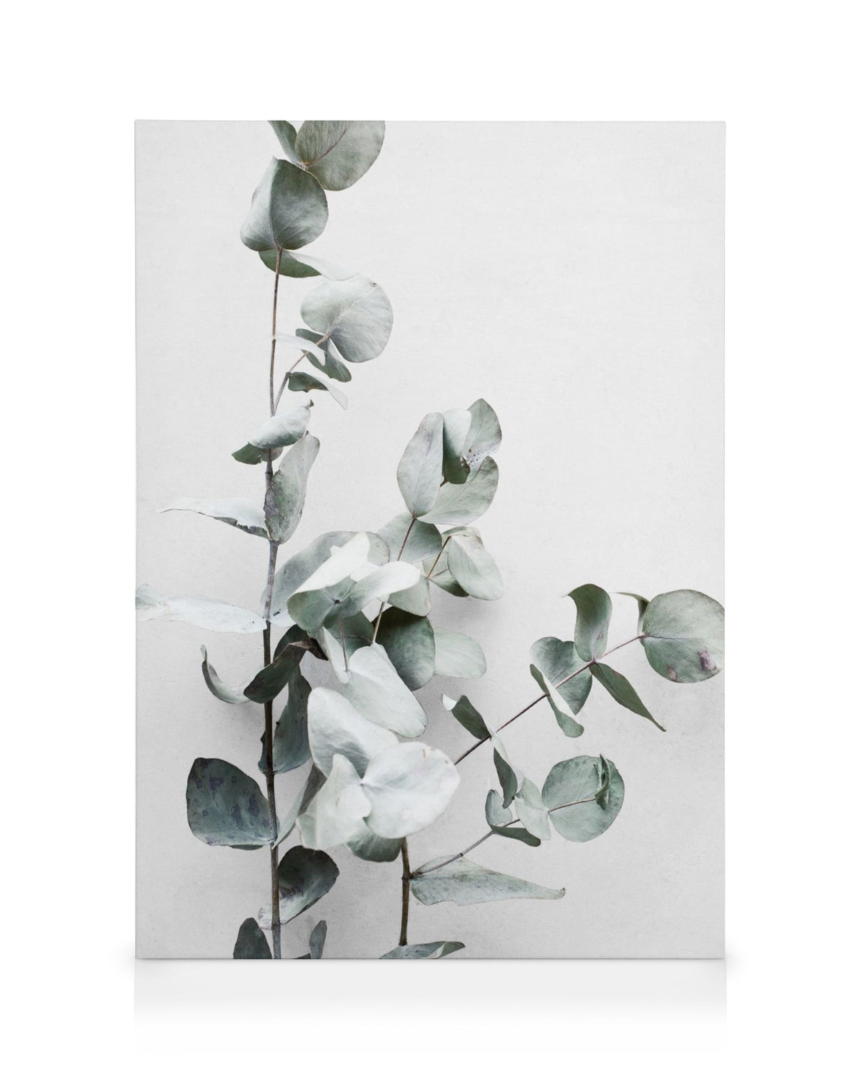 Eucalyptus Twigs No1 Canvas print