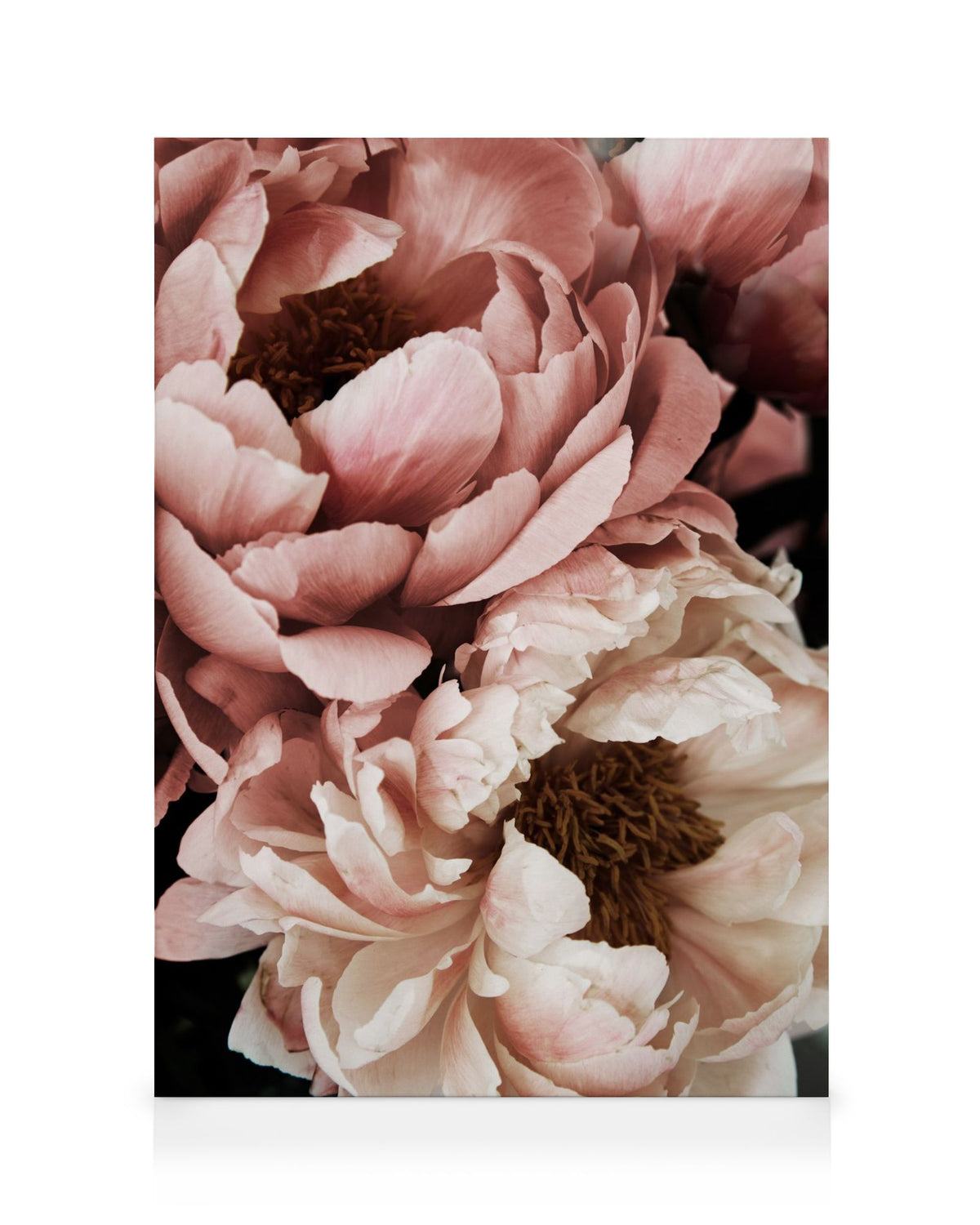 Coral Sunset Peony Canvas print