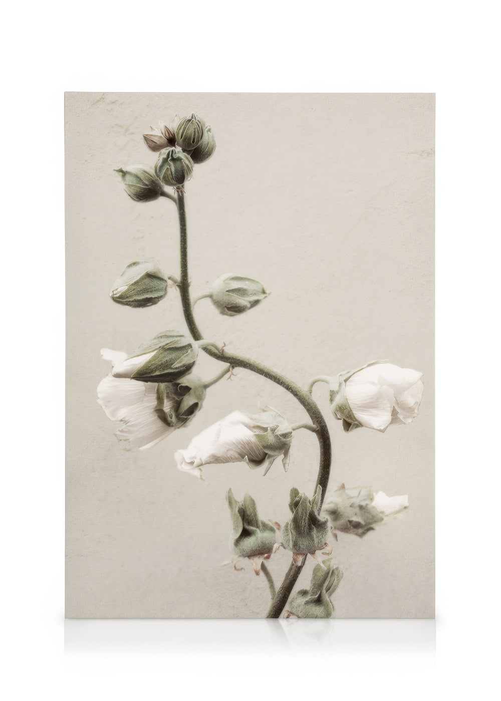 Soon to Bloom Canvas print