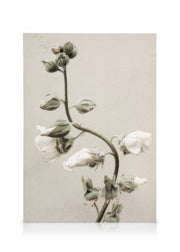 Soon to Bloom Canvas print