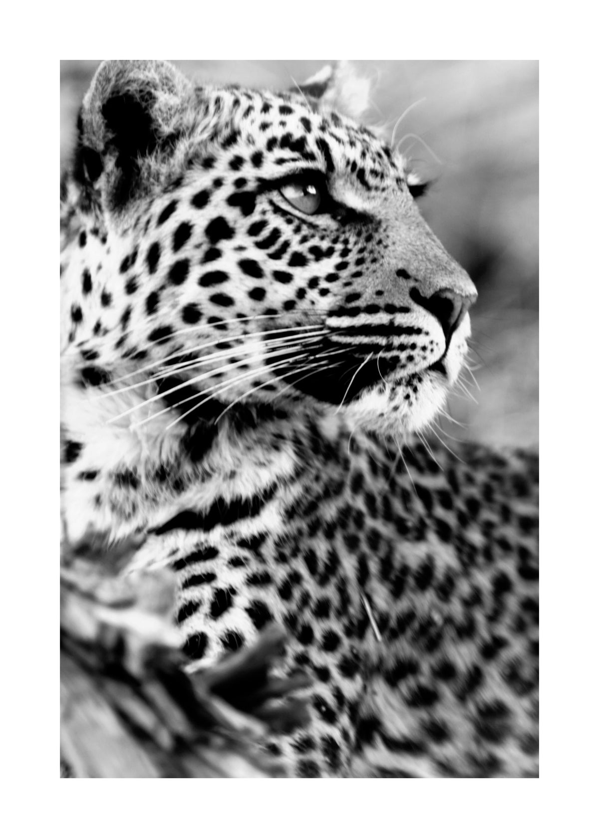 Leopard Print