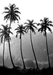 Palm Trees, Print