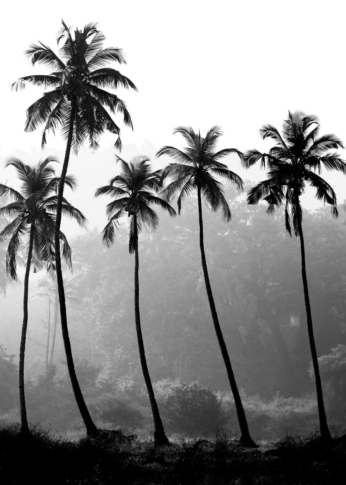 Palm Trees, Print