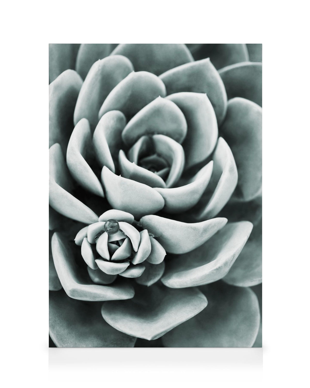 Mint Green Succulent Canvas print