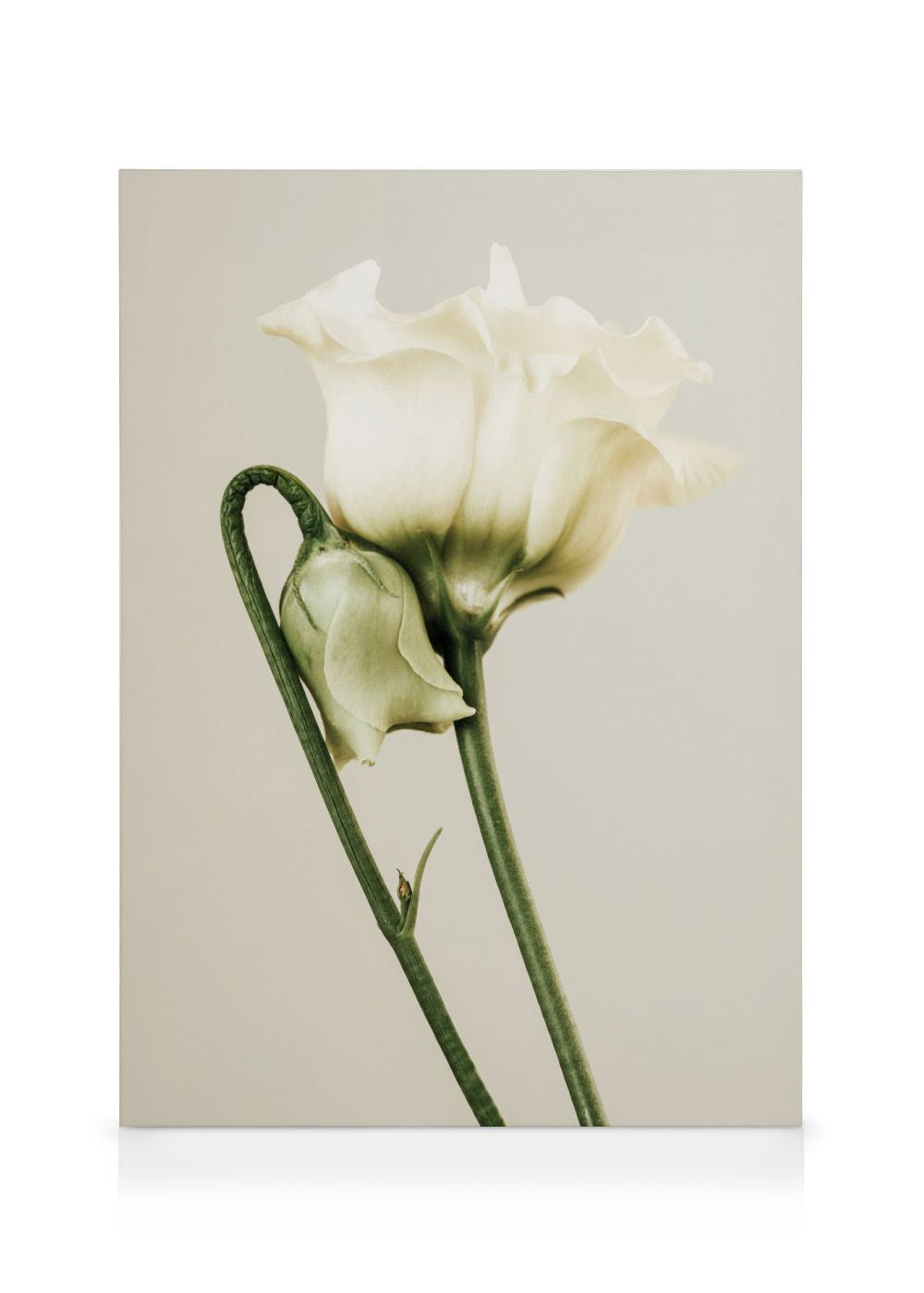 White Lisianthus Canvas print
