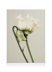 White Lisianthus Canvas print
