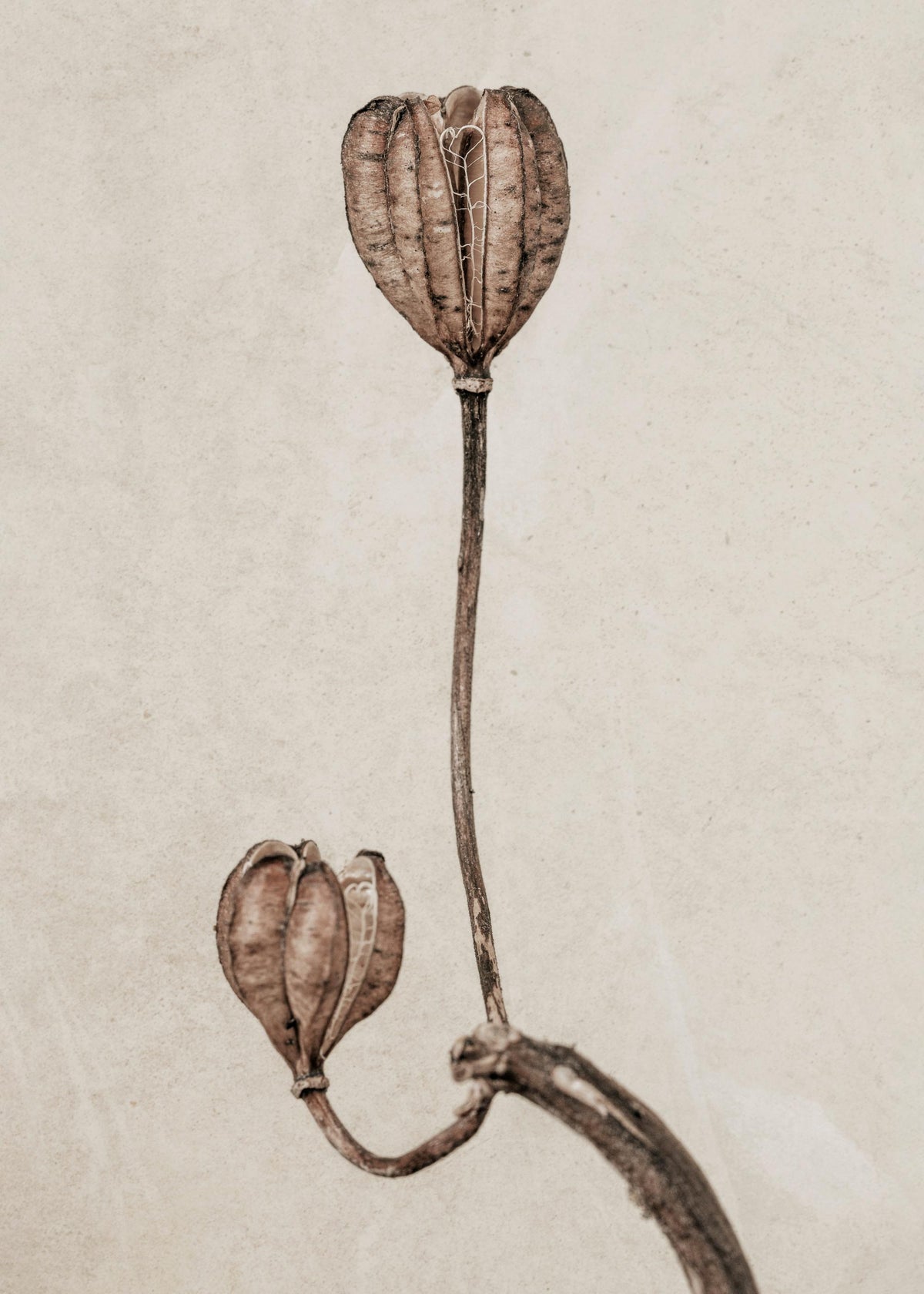Still Life Turk's Cap Lily Print