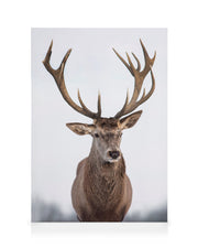 Majestic Deer Canvas print