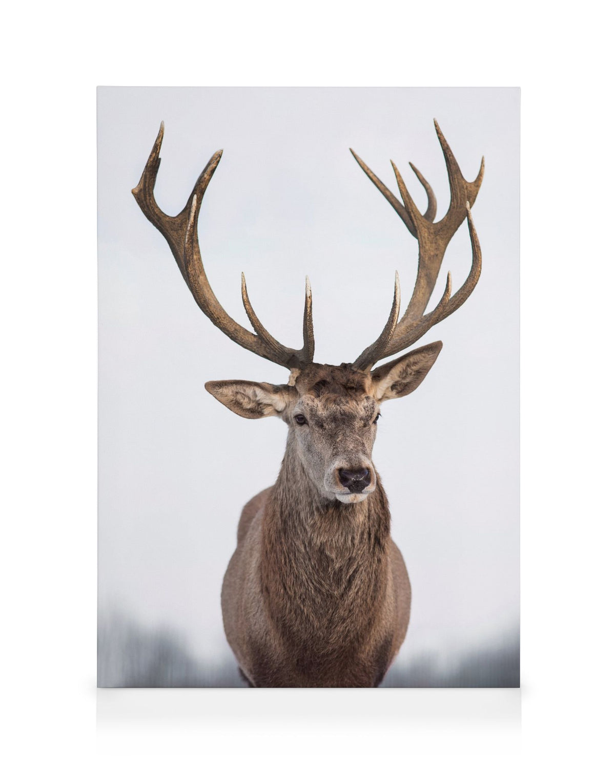 Majestic Deer Canvas print