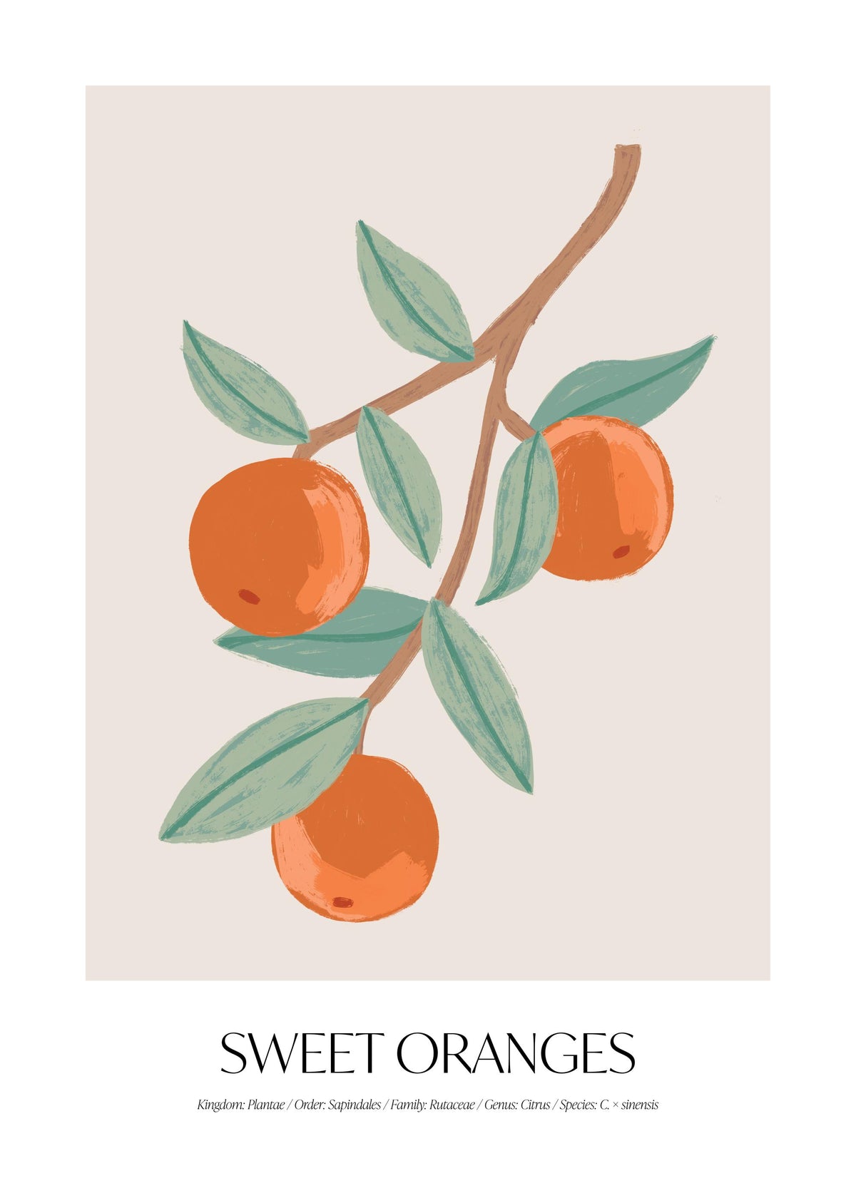 Sweet Oranges Print