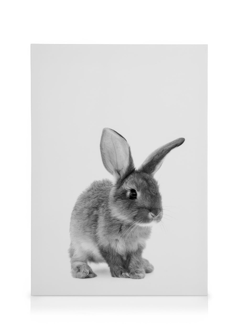 The Little Bunny Canvas print